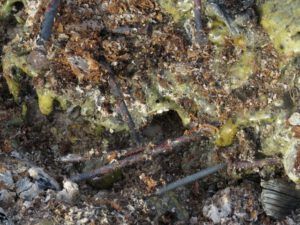 IMG_5090 (Packrat Palace Part Two)