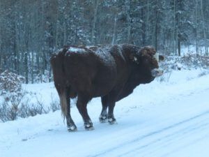 10. bull (Christmas Shopping)