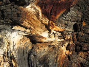 10. root (Cold Spell at Ginty Creek)