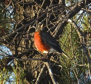 11 robin (Solstice Etc.)