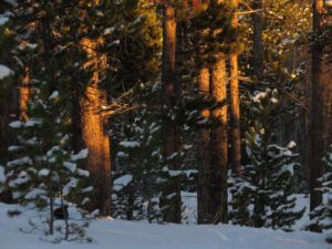 12. late light (Cold Spell at Ginty Creek)