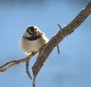 2. mt chickadee (Cold Spell at Ginty Creek)