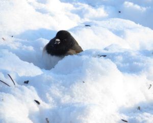 3. junco (Cold Spell at Ginty Creek)