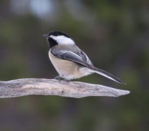 5 chickadee (The Thaw)