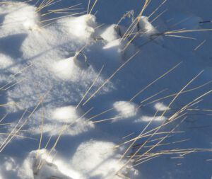 8. grasses (Cold Spell at Ginty Creek)