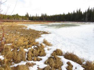1 white xmas (First Post of the Year – and it’s Still Thawing.)