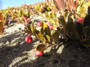 10 kinnikinnick (The Full Moon that Wasn’t)