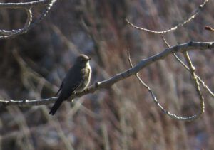 10a townsend solitair (The Full Moon that Wasn’t)