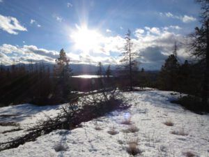 11 fallen and standing trees (The Full Moon that Wasn’t)