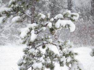 12 snowing 2 (New Moon)