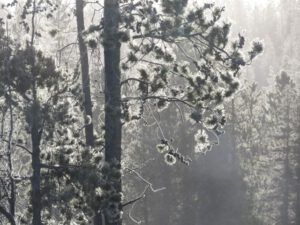 15 fog in trees (Springtime in January)