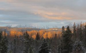 16 light on trees (Springtime in January)
