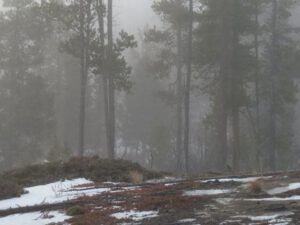 2 fog (The Full Moon that Wasn’t)