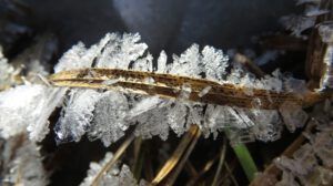 2 frost crystalsIMG_5536 (New Moon)