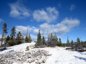 21 sky (Springtime in January)