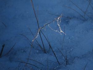 3 rock cress (Springtime in January)