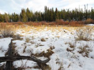 5 meadowm bit of sun (First Post of the Year – and it’s Still Thawing.)