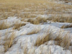 7a snow in field (The Full Moon that Wasn’t)