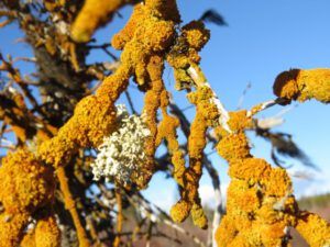 8 lichen (First Post of the Year – and it’s Still Thawing.)