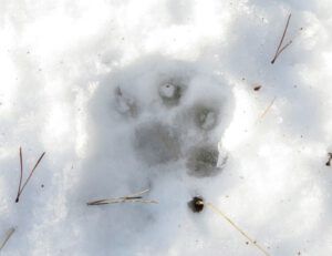 8 wolf track (The Full Moon that Wasn’t)