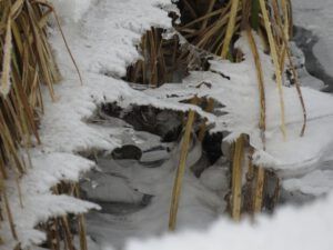 9 ice in creek (Springtime in January)