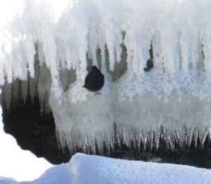 14 dipper (February Freeze)