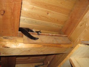 15 Ruby on shelf (February Freeze)