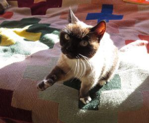 17 wanting a pat. (February Freeze)