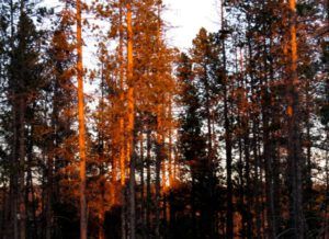 2b evening light (February Freeze)