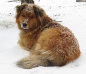 7 A Little Snow (Manuscript Sent To Publisher)
