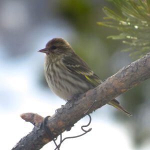 1 siskin (Instant Spring)
