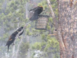 10 flicker (Now the Snow Won’t Quit!)