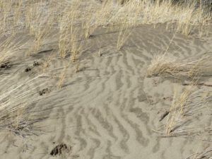 11 sand patterns (Nuk Tessli In Haaretz)