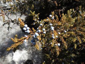 13. Juniper (Nuk Tessli In Haaretz)