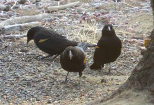 2 redwing blackbirds (Instant Spring)