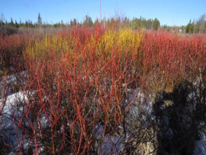 2. twig colour (Lonesome: Memoirs of a Wilderness Dog is Ten Years Old)