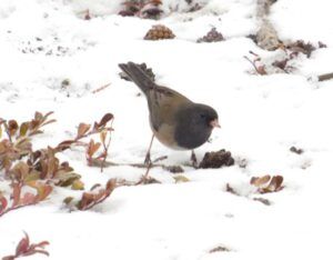 3 junco (Now the Snow Won’t Quit!)