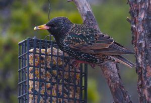 3 starling (Instant Spring)