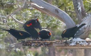 3a blackbirds c (Nuk Tessli In Haaretz)