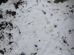 4 junco tracks (Now the Snow Won’t Quit!)