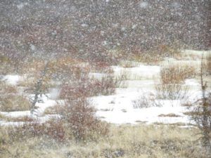 4 spring snow (Nuk Tessli In Haaretz)