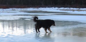 7 badger on pond (Nuk Tessli In Haaretz)