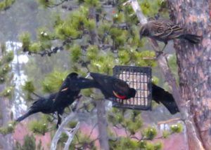 9 lady bb (Now the Snow Won’t Quit!)