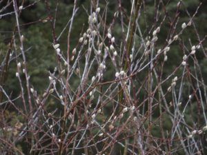 9 pussy willows (Nuk Tessli In Haaretz)