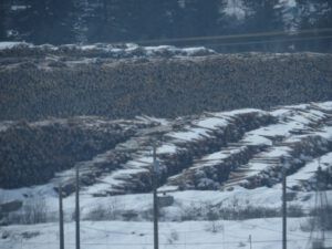 9. logs in town (Lonesome: Memoirs of a Wilderness Dog is Ten Years Old)