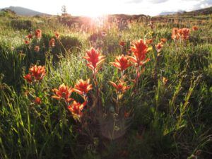 paintbrush (Nuk Tessli Guided Tour)