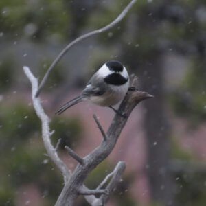 1 bc chickdee (Already Into April)