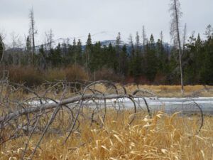 1. grey weatherIMG_6871 (Winter Does Not Want to Let Go.)