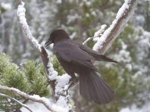 10 crow (Winter Does Not Want to Let Go.)