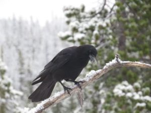 11 crow (Winter Does Not Want to Let Go.)